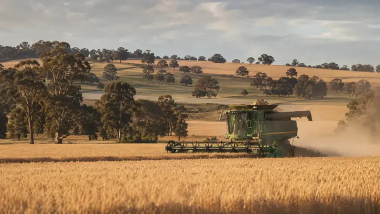 Combine harvester working through a wheat crop in regional Australia