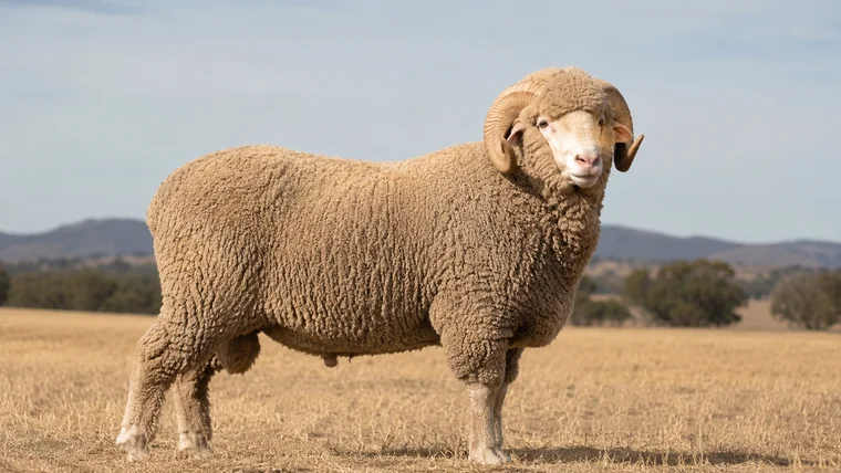 Stud ram in an Australian paddock