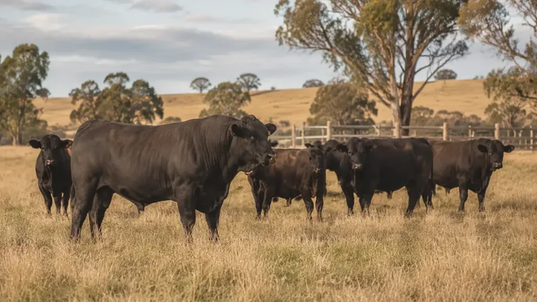 Angus bull and cattle on a regional Australian property